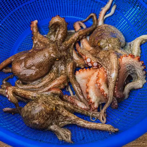 [롯데온] 국내산 활 돌문어 당일조업 1kg 1~3미 (19,880원/무료)