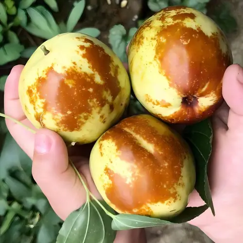 [토스쇼핑] 탐나유 사과대추, 1kg, 1개 (14,400원 / 무료)